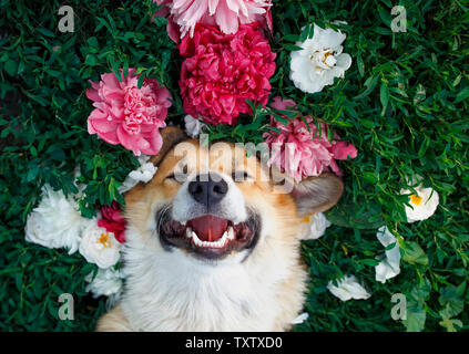 Carino i capelli rossi cucciolo di cane corgi giace su una naturale verde prato circondato da lussureggianti di erba e fiori di rosa peonie fragrante e felice del sorriso Foto Stock