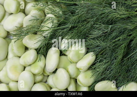 Green Vicia faba fagioli e aneto foglie closeup Foto Stock