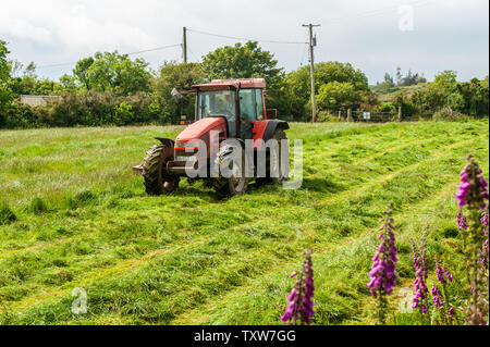 Ballydehob, West Cork, Irlanda. Il 25 giugno, 2019. Durrus basato agricoltore Michael Pat Ward taglia erba per insilato. Il silaggio sarà salvato domani. L'Irlanda è in attesa di un mini ondata di caldo per il resto della settimana con temperature presumibilmente colpisce il alta 20°'s. Credito: Andy Gibson/Alamy Live News. Foto Stock