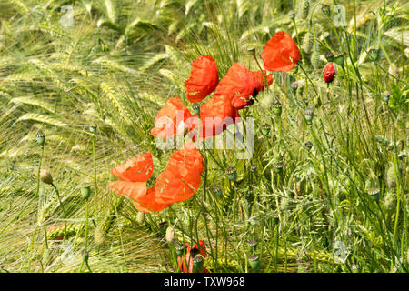 Comune di papavero rosso, campo di mais, vicino Oberweser, Weser Uplands, Weserbergland, Hesse, Germania Foto Stock