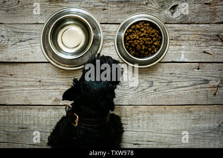 Concetto di cibo per cani - cane che mangia cibo secco dalla ciotola Foto Stock