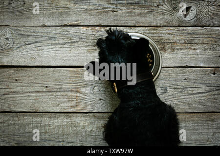 Concetto di cibo per cani - cane che mangia cibo secco dalla ciotola Foto Stock