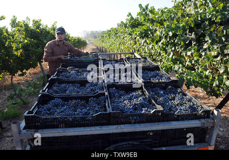 Un lavoratore palestinese carichi di casse di uve cabernet sauvignon durante il raccolto, Agosto 31, 2010, in uno dei vigneti del popolo israeliano Gush Etzion regione di insediamento in Cisgiordania. Cantine Boutique in insediamenti israeliani sono un trend in crescita per la produzione di vino e il turismo in Cisgiordania. UPI/Debbie Hill Foto Stock