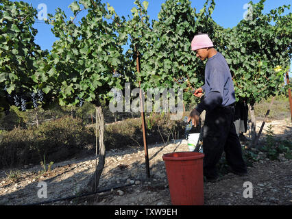 Un lavoratore straniero dalla Tailandia picks uve cabernet sauvignon durante il raccolto, Agosto 31, 2010, in uno dei vigneti del popolo israeliano Gush Etzion regione di insediamento in Cisgiordania. Cantine Boutique in insediamenti israeliani sono un trend in crescita per la produzione di vino e il turismo in Cisgiordania. UPI/Debbie Hill Foto Stock