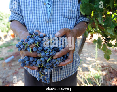 Un lavoratore può contenere uve cabernet sauvignon durante il raccolto, agosto 31,2010, in uno dei vigneti del popolo israeliano Gush Etzion regione di insediamento in Cisgiordania. Cantine Boutique in insediamenti israeliani sono un trend in crescita per la produzione di vino e il turismo in Cisgiordania. UPI/Debbie Hill Foto Stock