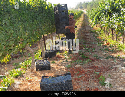 Un lavoratore palestinese trasporta le gabbie per uve cabernet sauvignon durante il raccolto, Agosto 31, 2010, in uno dei vigneti del popolo israeliano Gush Etzion regione di insediamento in Cisgiordania. Cantine Boutique in insediamenti israeliani sono un trend in crescita per la produzione di vino e il turismo in Cisgiordania. UPI/Debbie Hill Foto Stock