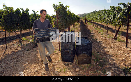 Un lavoratore palestinese carichi di casse di uve cabernet sauvignon durante il raccolto, Agosto 31, 2010, in uno dei vigneti del popolo israeliano Gush Etzion regione di insediamento in Cisgiordania. Cantine Boutique in insediamenti israeliani sono un trend in crescita per la produzione di vino e il turismo in Cisgiordania. UPI/Debbie Hill Foto Stock