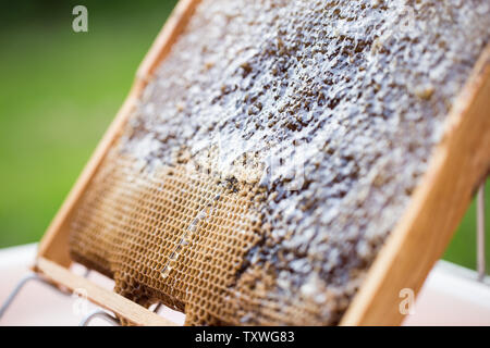 Raccolta di miele - raccolta di miele dai favi. miele naturale gocciolamento. Foto Stock