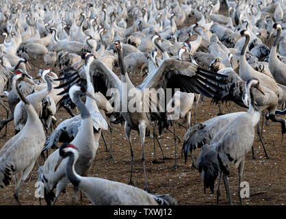 Migliaia di gru in inverno Agamon Hula nel nord di Israele, 6 febbraio 2014. Secondo il Centro Internazionale per lo Studio della Migrazione degli Uccelli di circa un miliardo di uccelli, di cui 390 specie, passano attraverso Israele ogni anno durante la stagione di migrazione. Circa 30.000 gru cross attraverso Israele che si trova lungo il Syrian-African Rift Valley come migrano dall'Europa all'Africa. UPI/Debbie Hill Foto Stock