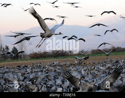 Migliaia di gru in inverno Agamon Hula nel nord di Israele, 6 febbraio 2014. Secondo il Centro Internazionale per lo Studio della Migrazione degli Uccelli di circa un miliardo di uccelli, di cui 390 specie, passano attraverso Israele ogni anno durante la stagione di migrazione. Circa 30.000 gru cross attraverso Israele che si trova lungo il Syrian-African Rift Valley come migrano dall'Europa all'Africa. UPI/Debbie Hill Foto Stock