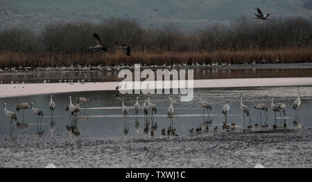 Migliaia di gru in inverno Agamon Hula nel nord di Israele, 6 febbraio 2014. Secondo il Centro Internazionale per lo Studio della Migrazione degli Uccelli di circa un miliardo di uccelli, di cui 390 specie, passano attraverso Israele ogni anno durante la stagione di migrazione. Circa 30.000 gru cross attraverso Israele che si trova lungo il Syrian-African Rift Valley come migrano dall'Europa all'Africa. UPI/Debbie Hill Foto Stock