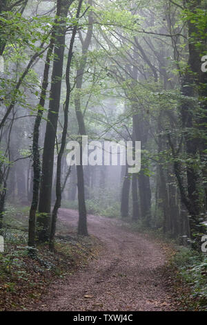 La strada che conduce al misty bosco di latifoglie e il penetrante raggi del sole. Fine estate in Europa centrale Foto Stock