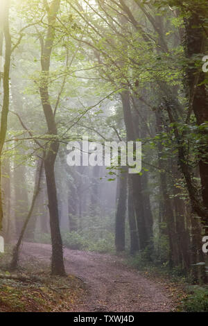 La strada che conduce al misty bosco di latifoglie e il penetrante raggi del sole. Fine estate in Europa centrale Foto Stock