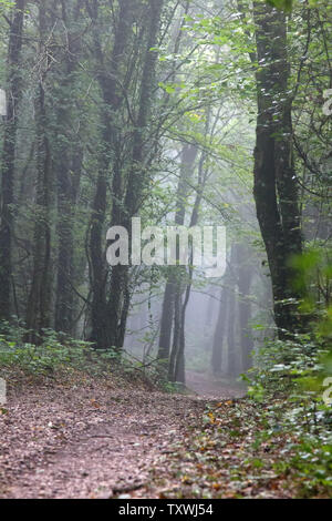 La strada che conduce al misty bosco di latifoglie e il penetrante raggi del sole. Fine estate in Europa centrale Foto Stock