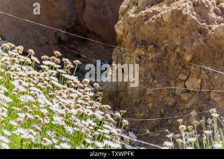 Argiope trifasciata spider nascosto nel centro del suo web sopra l'endemico fiori di montagna. Close up, offuscata rocce laviche in background. Tenerife, Foto Stock