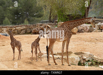 Due neonati South African giraffe vitelli (Giraffa camelopardalis giraffa) a piedi nella sezione africana di Gerusalemme lo Zoo Biblico di Gerusalemme, Israele, 24 marzo 2016. I VITELLI, Adis, a due settimane di età e di sesso maschile e di Rotem, questo mese una vecchia femmina, erano entrambi avuti da Rio. Essi sono la terza generazione di Gerusalemme nato giraffe i cui nonni sono stati acquistati in un'asta in Sud Africa. Foto di Debbie Hill/ UPI Foto Stock