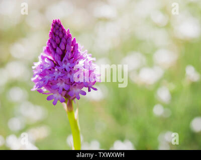 Close up Wild Orchid, Anacamptis pyramidalis con uno sfondo verde.jpg Foto Stock