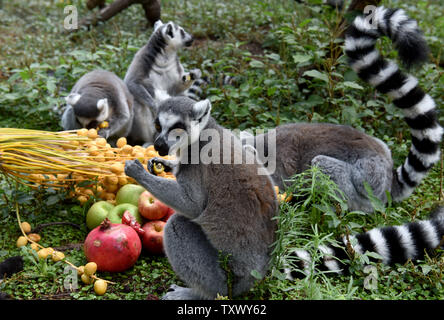 L'anello tailed lemuri mangiare datteri freschi in onore del prossimo Jewish Anno nuovo, Rosh Hashanah, a Ramat Gan Safari, vicino a Tel Aviv, Israele, 17 settembre 2017. Gli ebrei di tutto il mondo mangiare le mele immerso nel miele e le date su Rosh Hashanah a simboleggiare la speranza che il prossimo anno sarà 'sweet." Foto di Debbie Hill/UPI Foto Stock