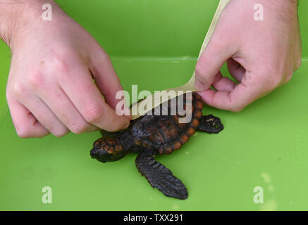 Un lavoratore misure un bambino tartaruga verde a Israele Sea Turtle Rescue Center della nazionale israeliana e parchi competente Mikhmoret, Israele, 20 gennaio 2019. I dieci anni di centro è situato sul Mar Mediterraneo e salva le tartarughe di mare che hanno lavato a terra sulla costa di Israele. Recentemente più di quaranta le tartarughe di mare sventolato a terra soffre di onda shock trauma. Il ferito le tartarughe di mare sono fornite cure mediche e un luogo sicuro per guarire, prima di essere nuovamente rilasciata al mare. Il centro è anche l'allevamento di tartarughe marine verdi. Foto di Debbie Hill/UPI Foto Stock