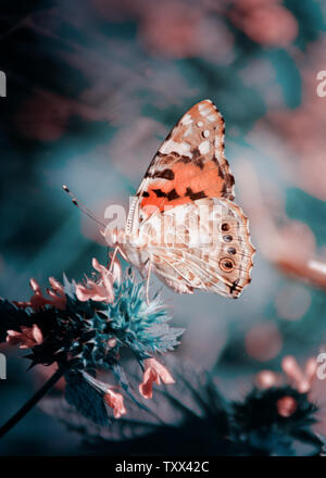 Magic lo sfondo con il dipinto di lady butterfly. Close up soft focuse foto di farfalla su un giardino fiorito . Foto Stock