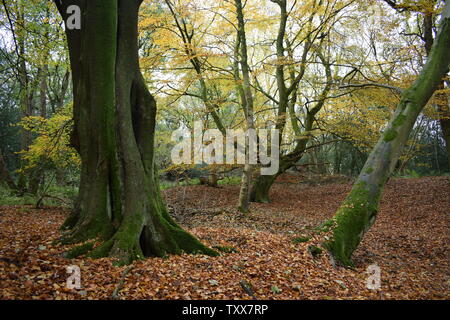 Vecchi alberi Foto Stock