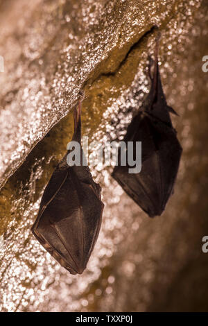 Close up piccolo ferro di cavallo a pelo bat coperte da ali, appeso a testa in giù sulla parte superiore del freddo naturale grotta di roccia mentre entra in modalità di ibernazione. Fauna Creative Foto Stock