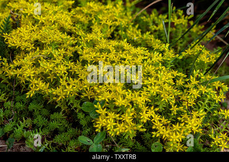 Caustico Stonecrop Foto Stock