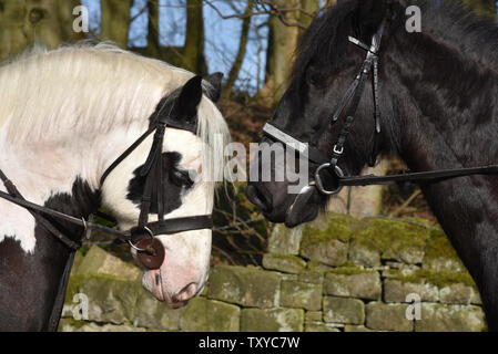 Due cavalli Foto Stock