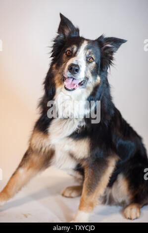 Adulto Border Collie seduto in studio isolato su bianco sorridente alla fotocamera. Foto Stock