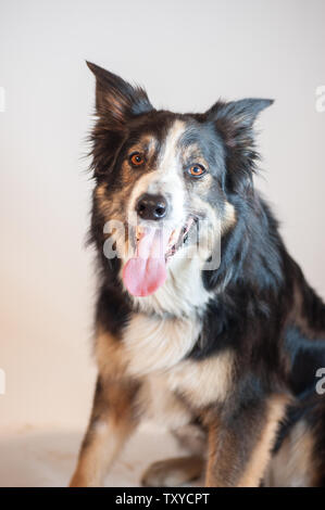 Adulto Border Collie seduto in studio isolato su bianco sorridente alla fotocamera. Foto Stock