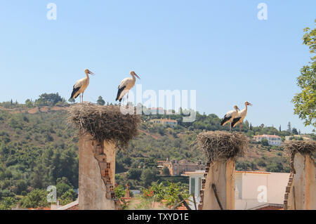 Gruppo di cicogne nei loro nidi - Silves, Portogallo Foto Stock