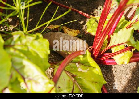 Bietole crescente sul letto giardino sul giorno di estate closeup Foto Stock