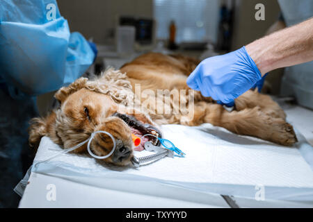 Un chirurgo veterinario spazzole del suo cane denti sotto anestesia sul tavolo operatorio. Igiene della cavità orale nei cani. Dentista veterinario considera teet Foto Stock