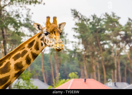 Divertente faccia di una giraffa nubiano in closeup, sotto la specie del nord la giraffa, specie gravemente minacciate specie animale dall'Africa Foto Stock