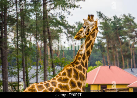 Primo piano di una giraffa Nubiano, sotto la specie del nord la giraffa, criticamente le specie animali minacciate dall'africa Foto Stock