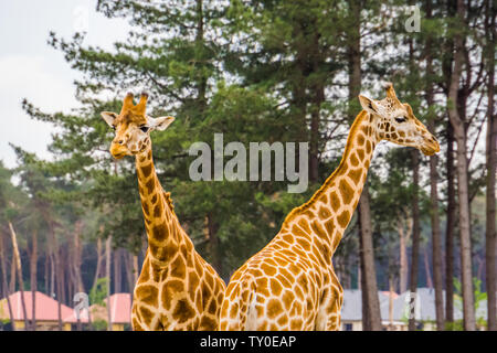 Paio di nubian giraffe insieme, sotto la specie del nord la giraffa, specie gravemente minacciate specie animale dall'Africa Foto Stock