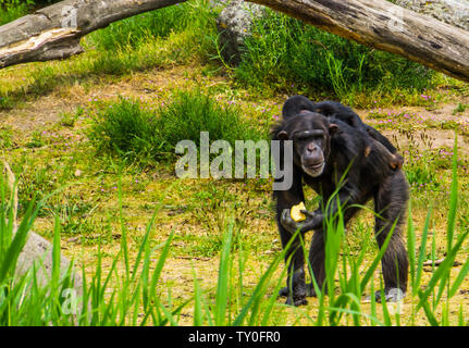 Primo piano di un western scimpanzé di contenimento di cibo e portante una giovane chimp sulla sua schiena, specie gravemente minacciate specie animale dall'Africa Foto Stock