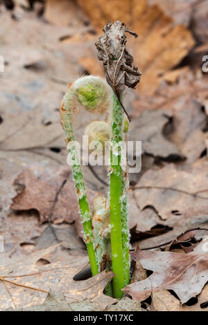 La cannella fern (Osmundastrum cinnamomeum) fronde (o) fiddleheads dispiegarsi, all'inizio della primavera, E. USA, da Dominique Braud/Dembinsky Foto Assoc Foto Stock