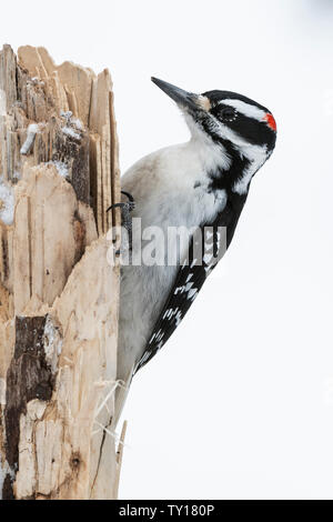 Picchio Peloso (Picoides villosus), maschio, Gennaio, Nord America Orientale, da Dominique Braud/Dembinsky Foto Assoc Foto Stock