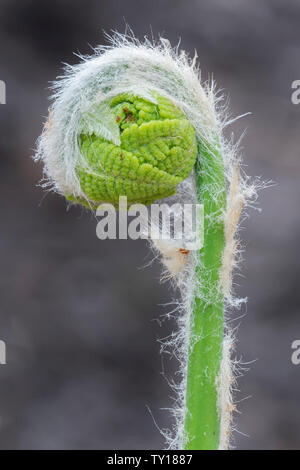 La cannella fern (Osmundastrum cinnamomeum) fronde (o) fiddleheads dispiegarsi, all'inizio della primavera, E. USA, da Dominique Braud/Dembinsky Foto Assoc Foto Stock
