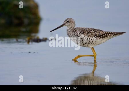 In piedi su una gamba sola, una maggiore giallo gambe di foraggi in un pool di marea, bovini punto sud dell'isola di Vancouver, British Columbia. Foto Stock