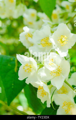 White Jasmine bush fioritura nel giorno di estate con soft focus Foto Stock