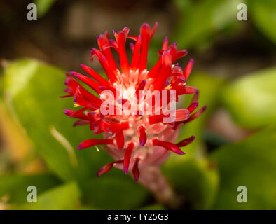 Rosso e viola Billbergia pyramidalis bromeliad bloom, Yucatan, Messico. Foto Stock