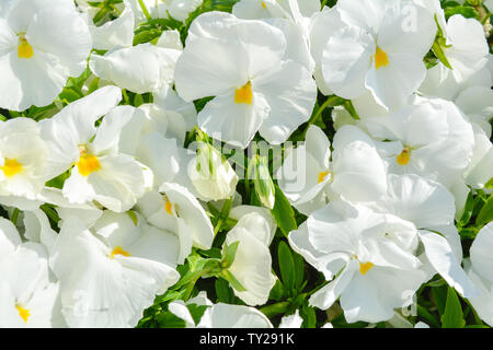 Gruppo di bianco Viola canadensis fiori in giornata di sole. Bianco o viola pansy fiori sbocciano i fiori nel giardino. Bellissimi fiori viola sfondo nella natura Foto Stock