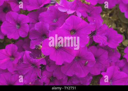 Viola nelle petunie piantatrice. Fiori da Giardino Foto Stock