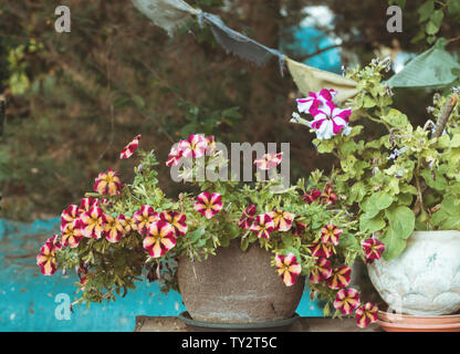 Viola e bianco nelle petunie in pentola di creta. Fiori da Giardino Foto Stock