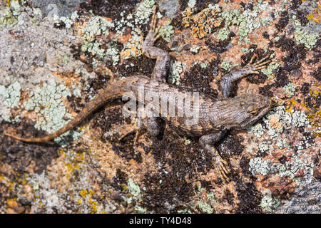 Altopiano Lizard (Sceloporus undulatus), Mesa Gateway Open Space Park, in appoggio sui licheni coperto rock, Castle Rock Colorado US. Foto Stock