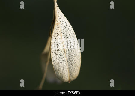 Da soli autumn leaf su un ramo . Giallo autunno foglia. Da solo il giallo autunno foglia nella foresta Foto Stock