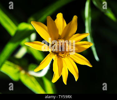 Bel giallo Zinnia fiore su sfondo nero. Foto Stock