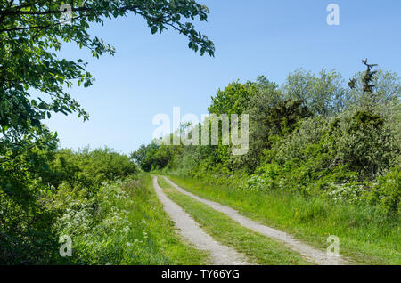 Avvolgimento su strada sterrata attraverso un colorato verde prato dalla primavera all'isola svedese Oland Foto Stock